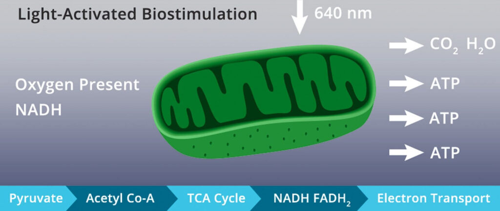 light-activated-biostimulation-CELLUMA-PDT-LED-LICHTTHERAPIE
